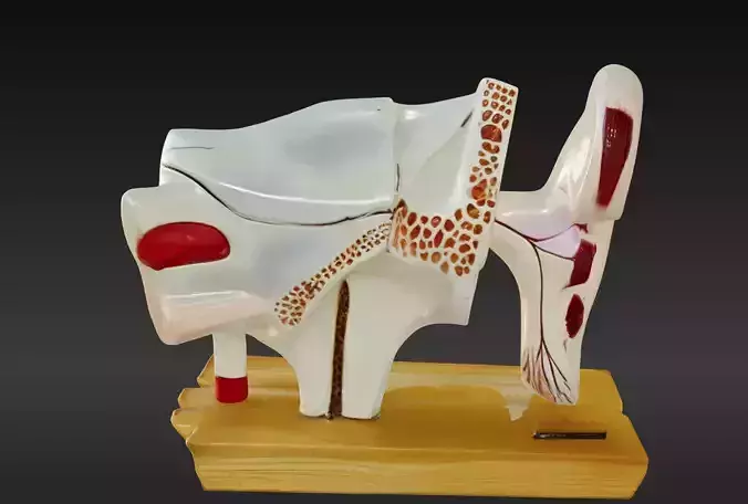 3D Ear Anatomy Model 3D print model