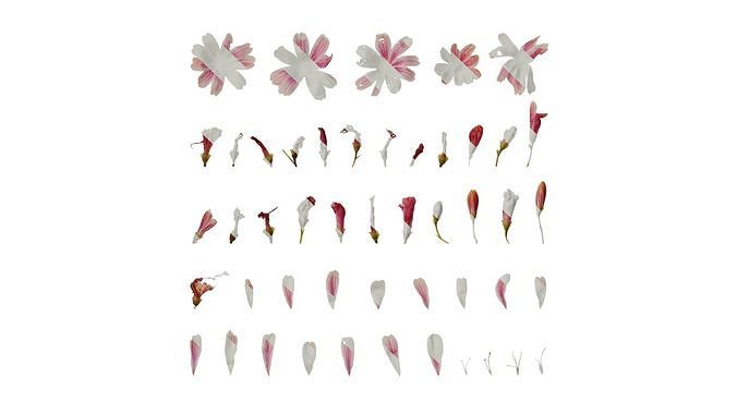 Anydrafts Lewisia cotyledon Flower 02 Texture