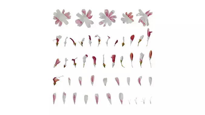 Anydrafts Lewisia cotyledon Flower 02