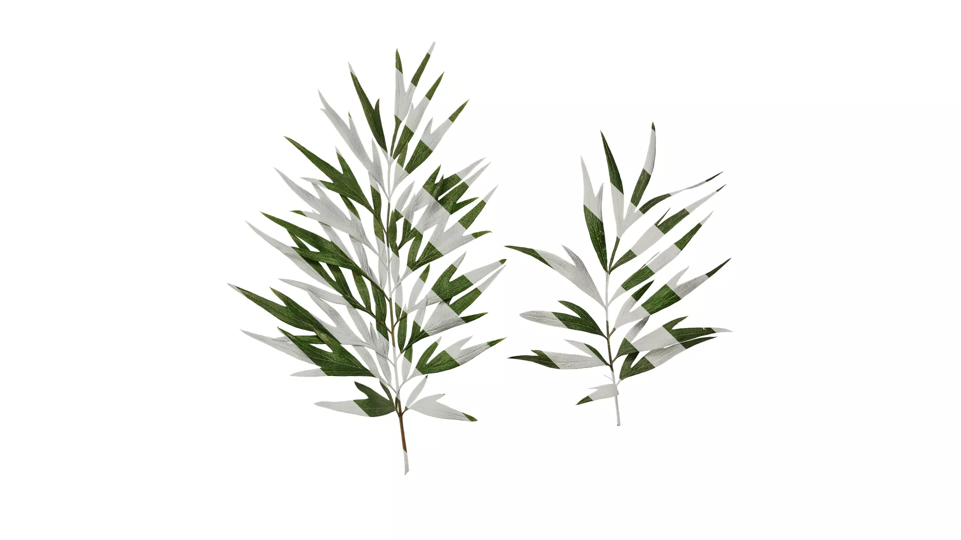 Anydrafts Grevillea robusta Leaf 03 F Texture_0