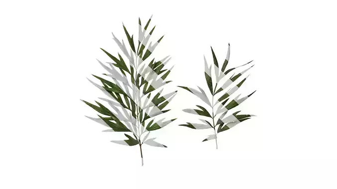 Anydrafts Grevillea robusta Leaf 03 F