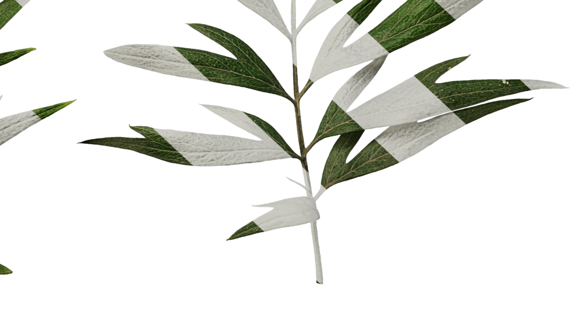 Anydrafts Grevillea robusta Leaf 03 F Texture_6