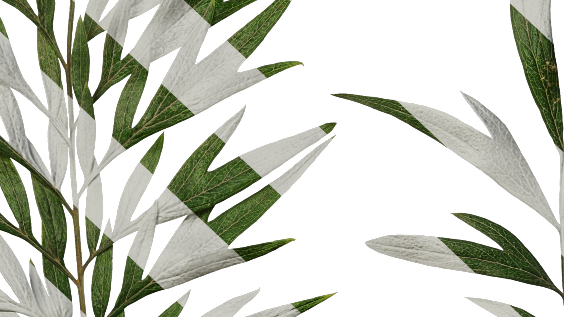 Anydrafts Grevillea robusta Leaf 03 F Texture_7