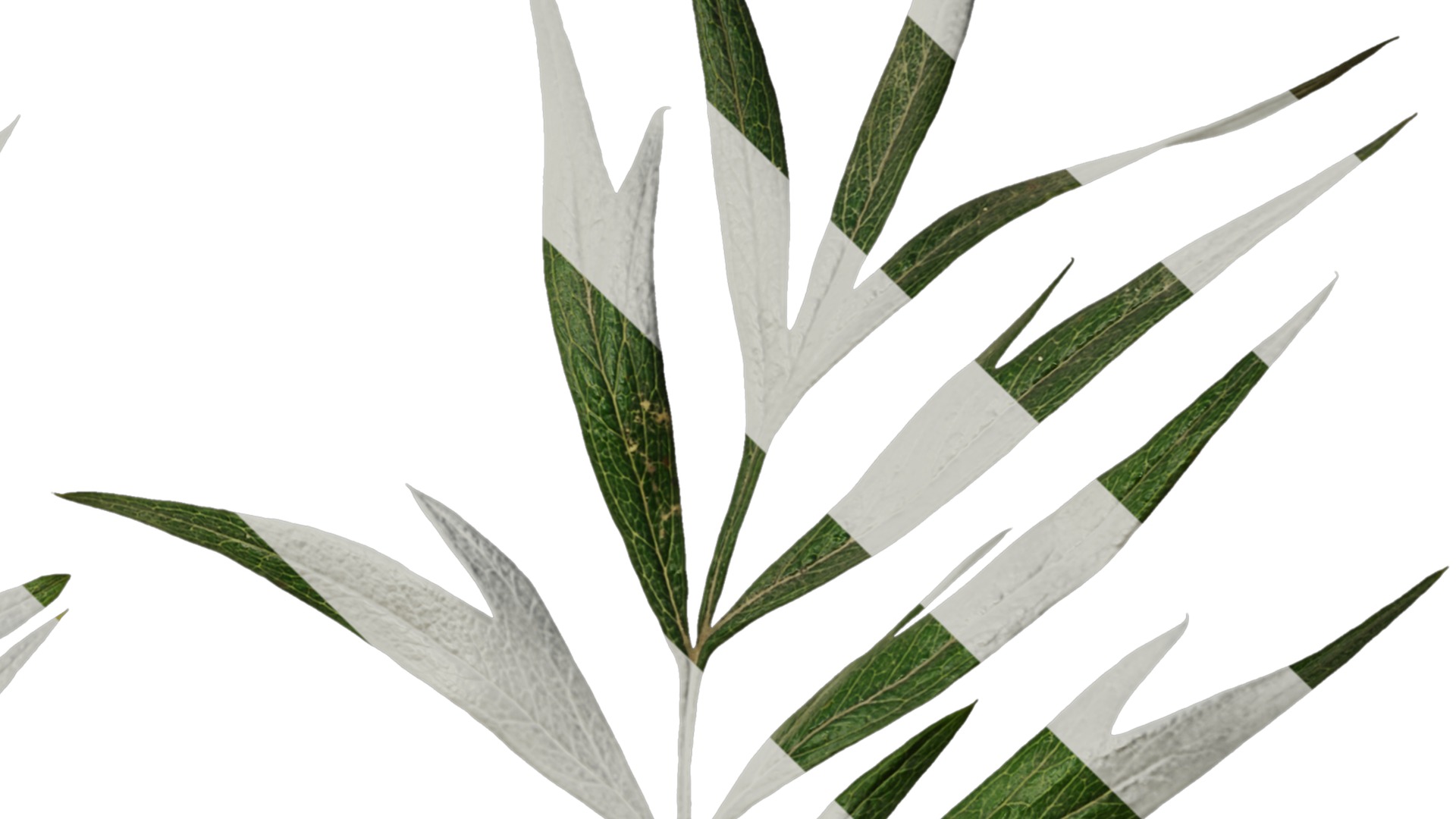 Anydrafts Grevillea robusta Leaf 03 F Texture_4