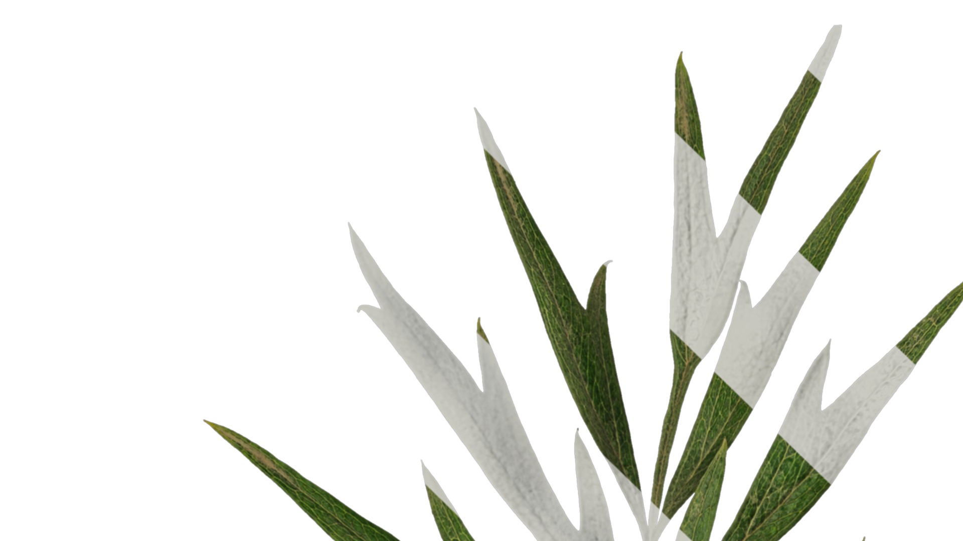 Anydrafts Grevillea robusta Leaf 03 F Texture_1