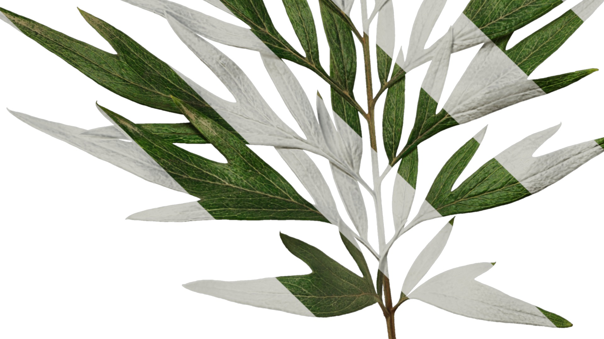 Anydrafts Grevillea robusta Leaf 03 F Texture_5