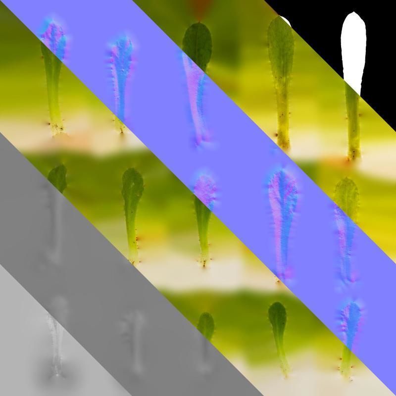 Anydrafts Lewisia cotyledon Leaf 01 Texture_8