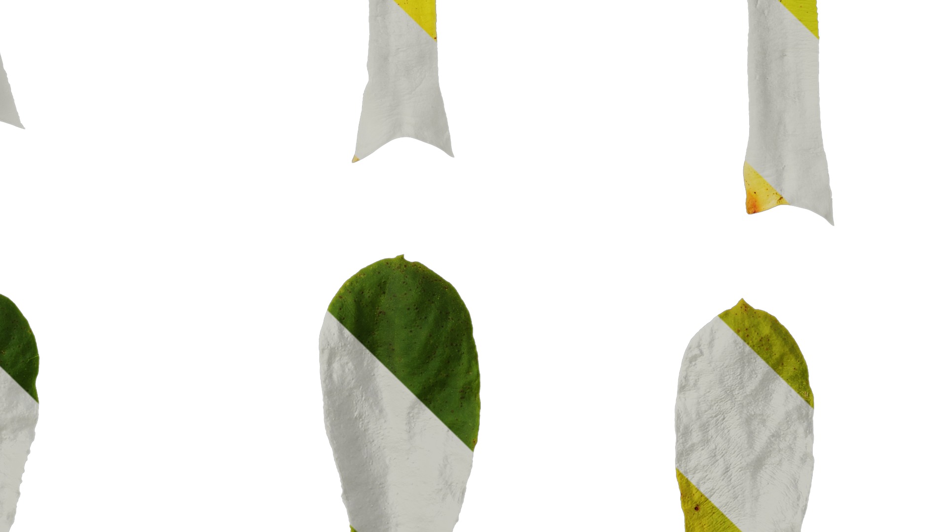 Anydrafts Lewisia cotyledon Leaf 01 Texture_4