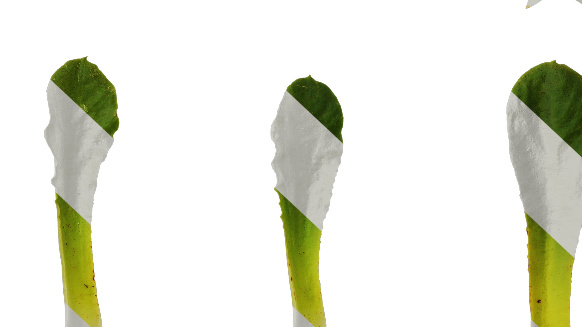 Anydrafts Lewisia cotyledon Leaf 01 Texture_7