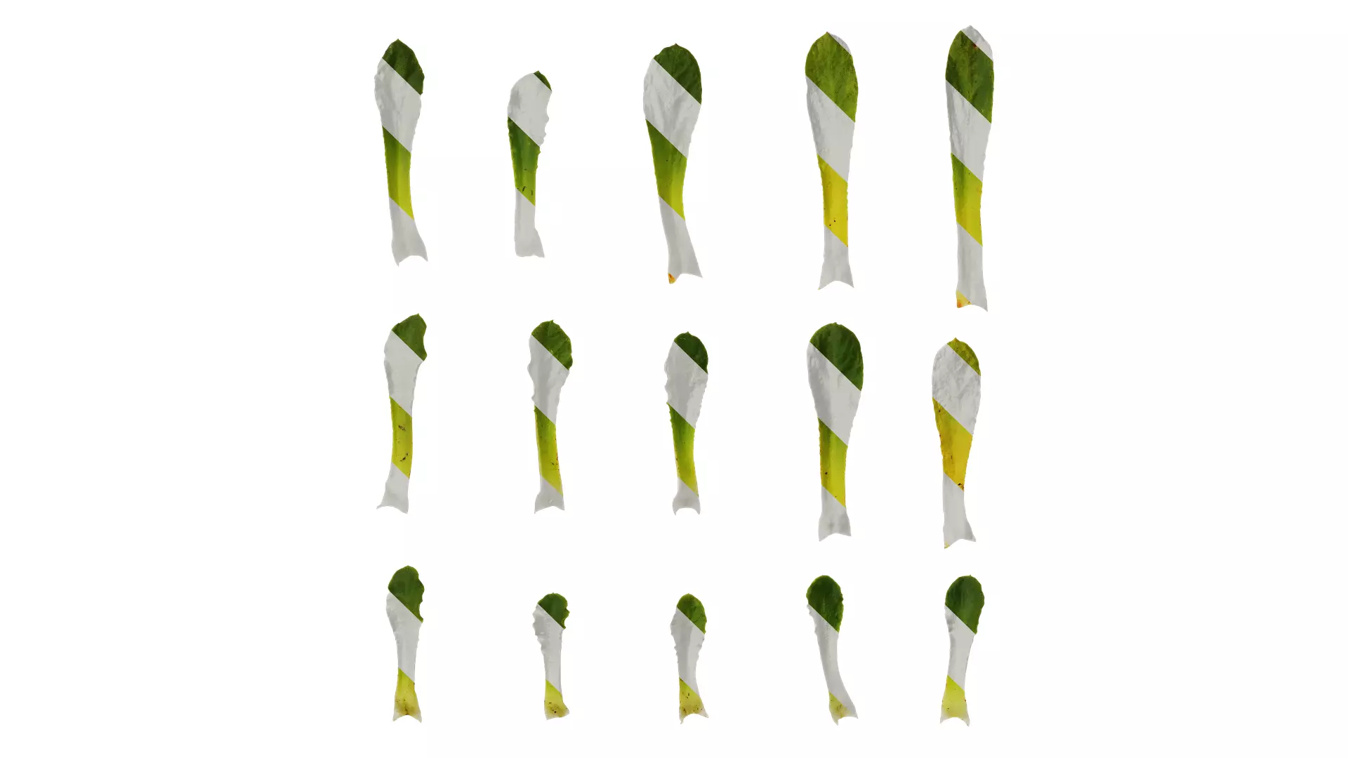 Anydrafts Lewisia cotyledon Leaf 01 Texture_0