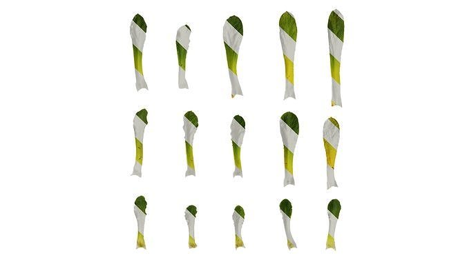 Anydrafts Lewisia cotyledon Leaf 01 Texture