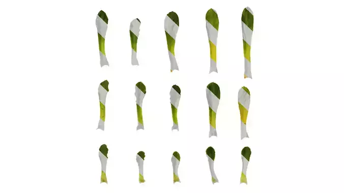 Anydrafts Lewisia cotyledon Leaf 01