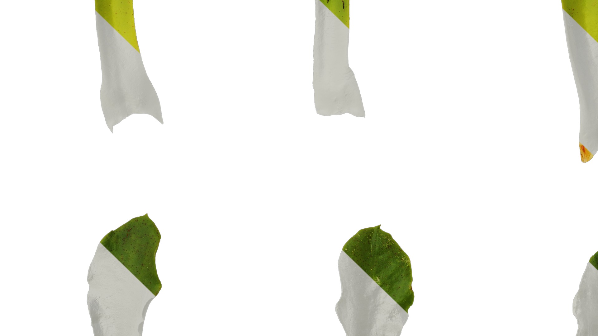 Anydrafts Lewisia cotyledon Leaf 01 Texture_3