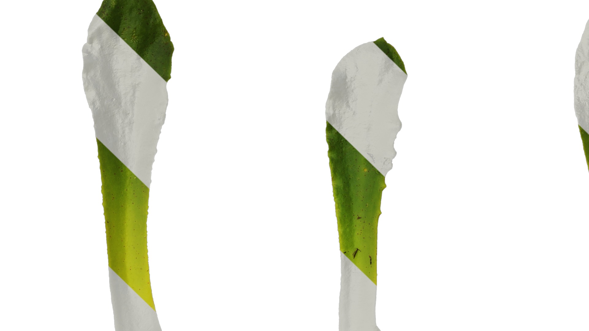 Anydrafts Lewisia cotyledon Leaf 01 Texture_1