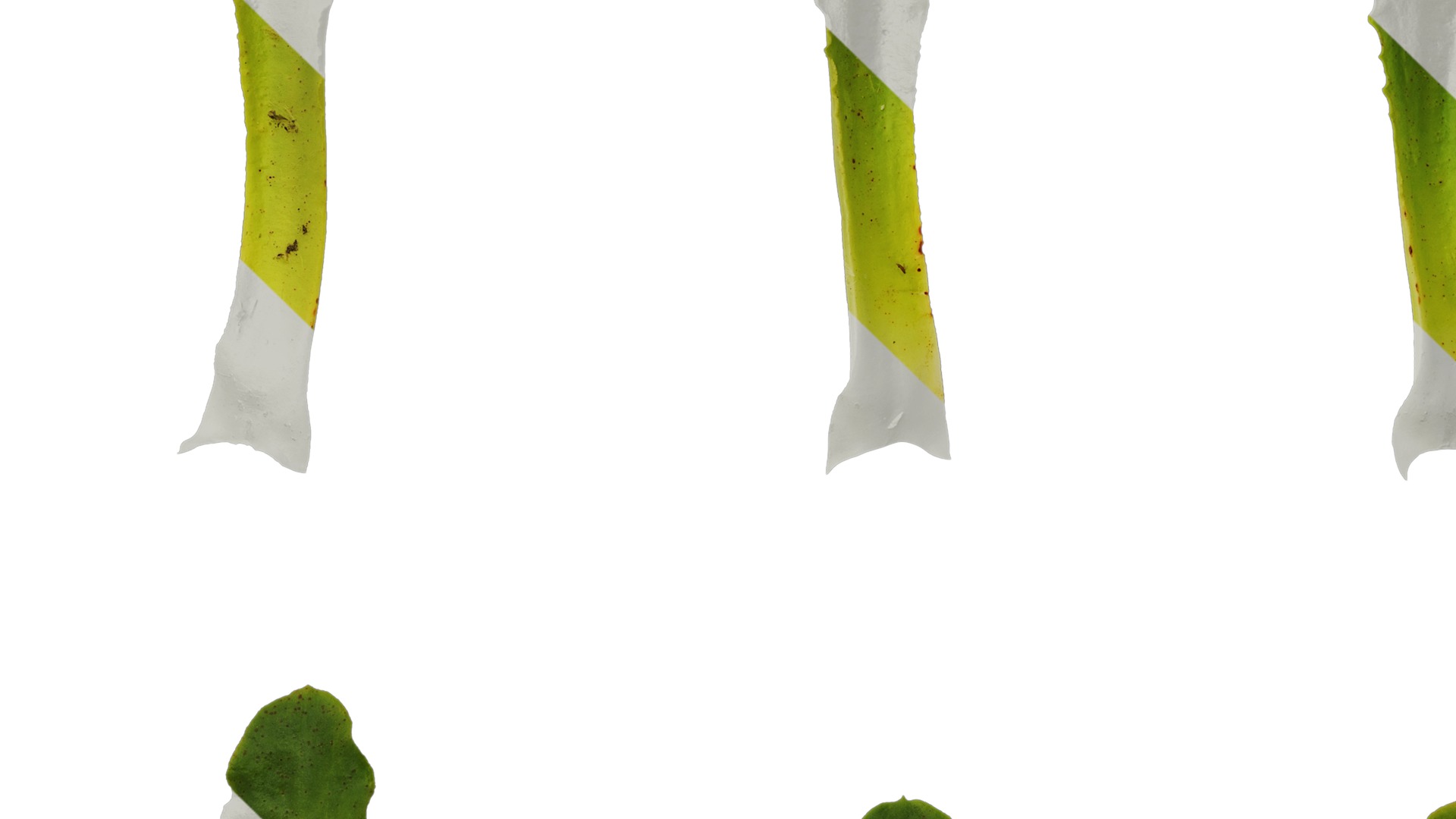 Anydrafts Lewisia cotyledon Leaf 01 Texture_5