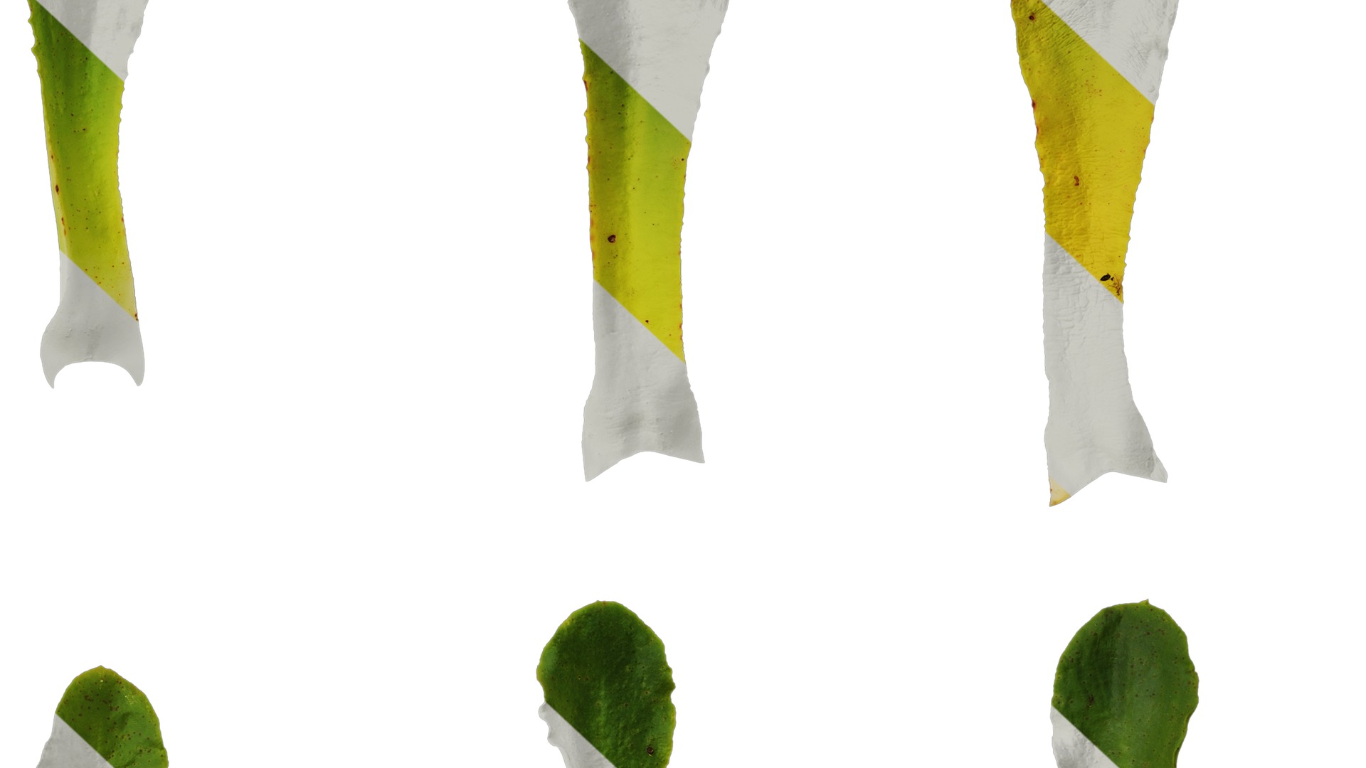 Anydrafts Lewisia cotyledon Leaf 01 Texture_6