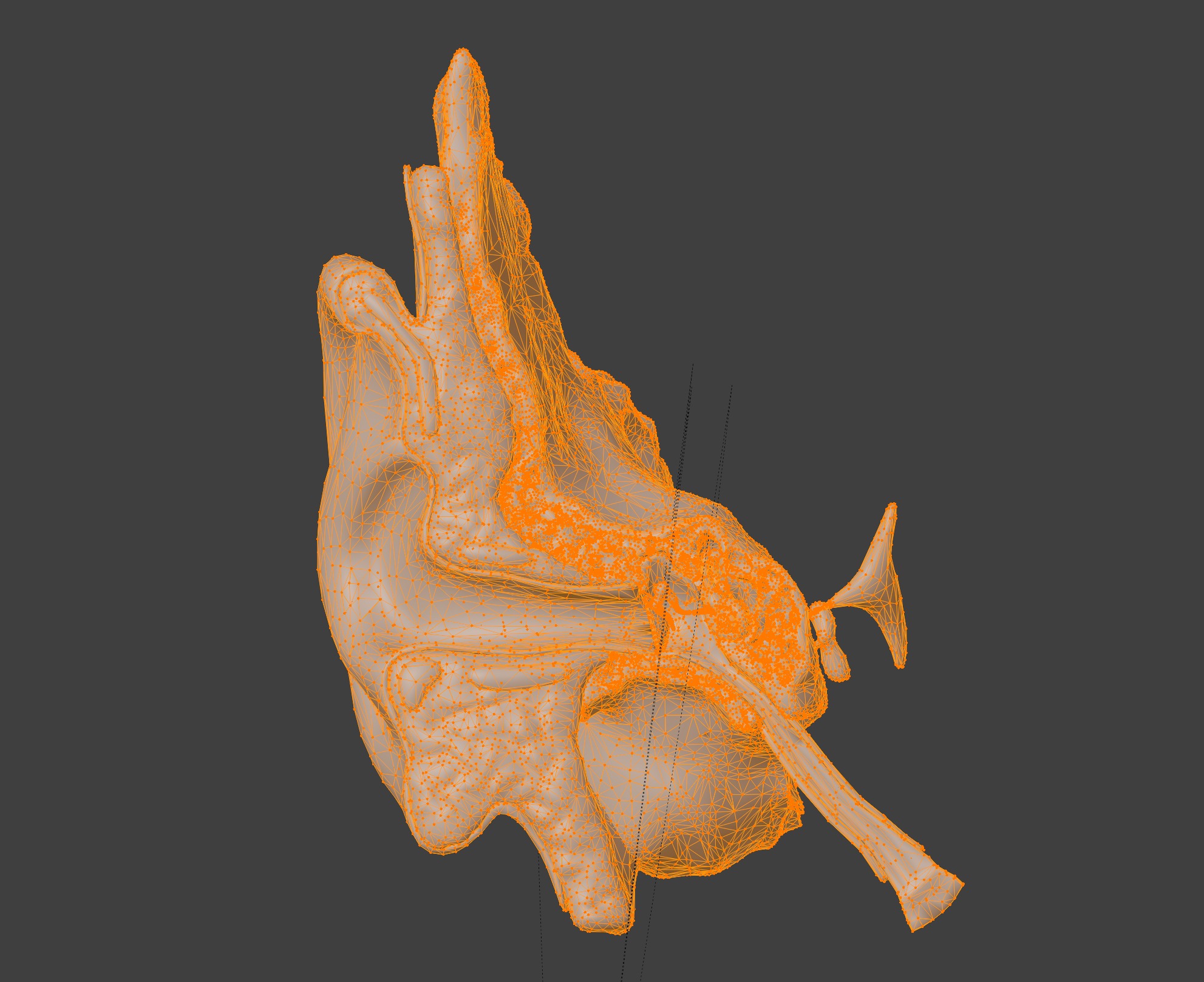3D Model of Auditory System 3D print model_7