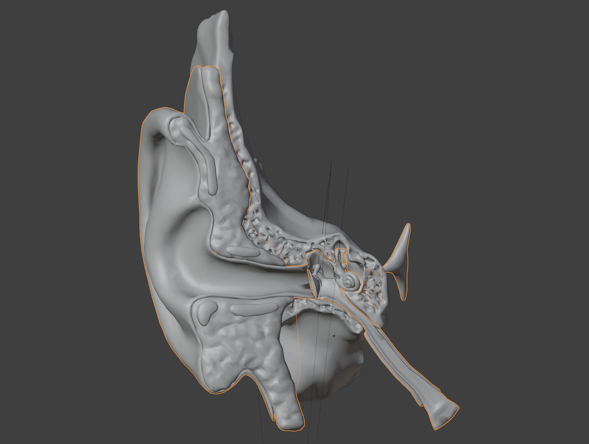 3D Model of Auditory System 3D print model_4