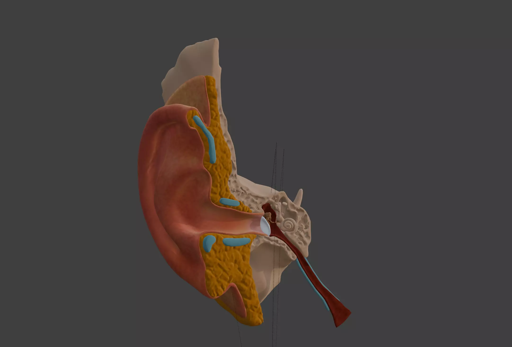 3D Model of Auditory System 3D print model_0