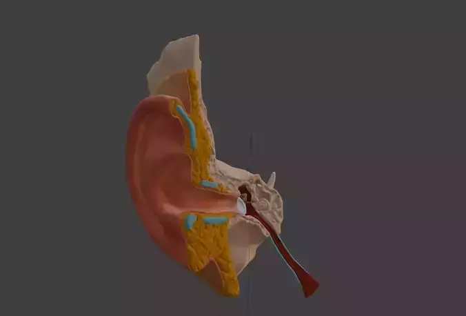 3D Model of Auditory System 3D print model