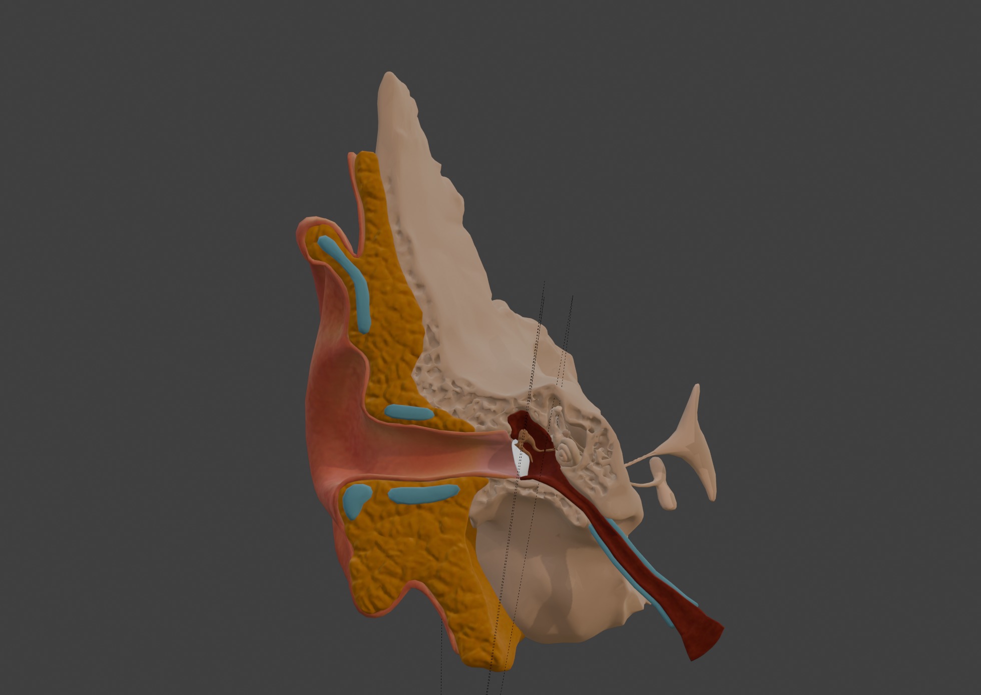 3D Model of Auditory System 3D print model_2