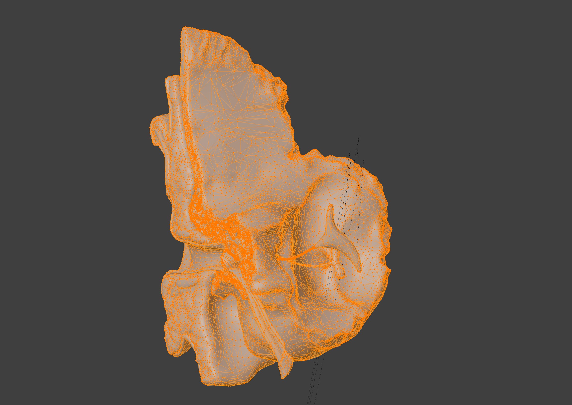 3D Model of Auditory System 3D print model_11