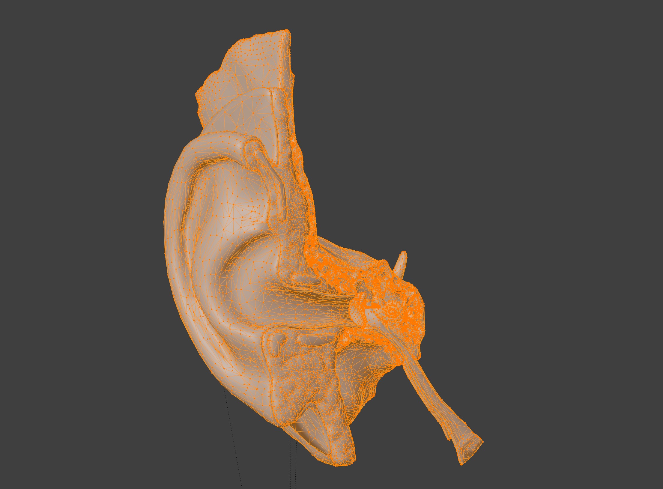 3D Model of Auditory System 3D print model_10