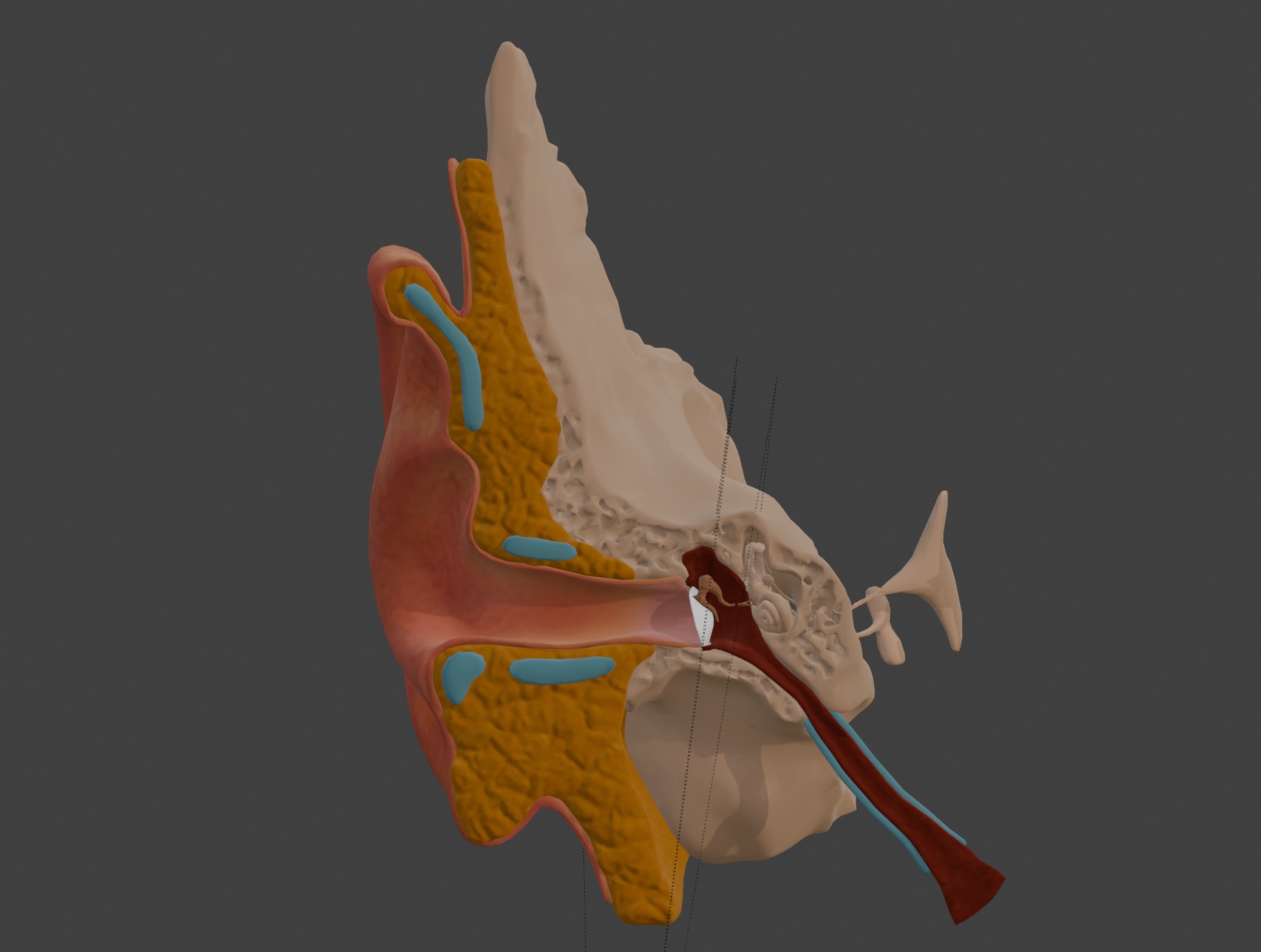 3D Model of Auditory System 3D print model_3