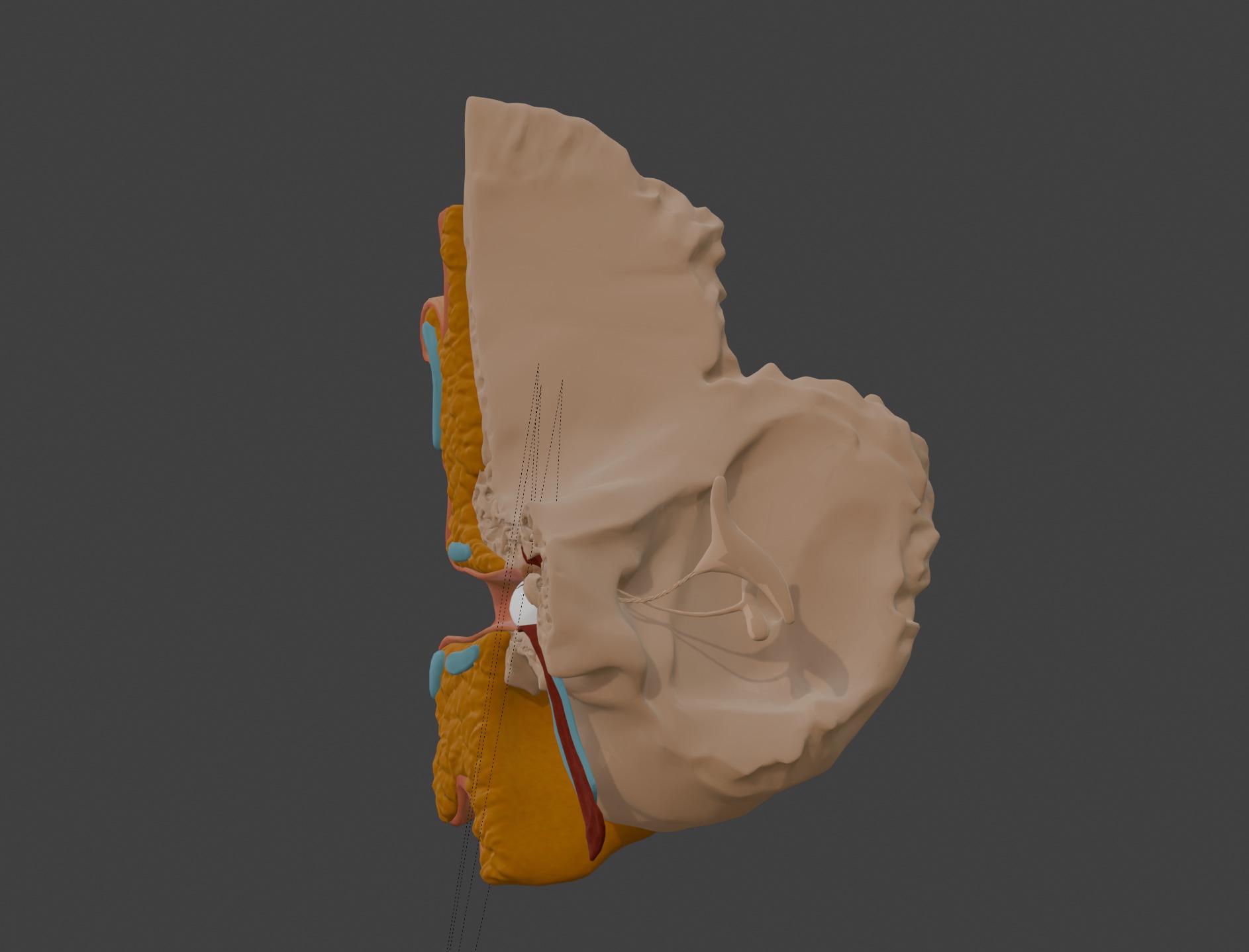 3D Model of Auditory System 3D print model_1