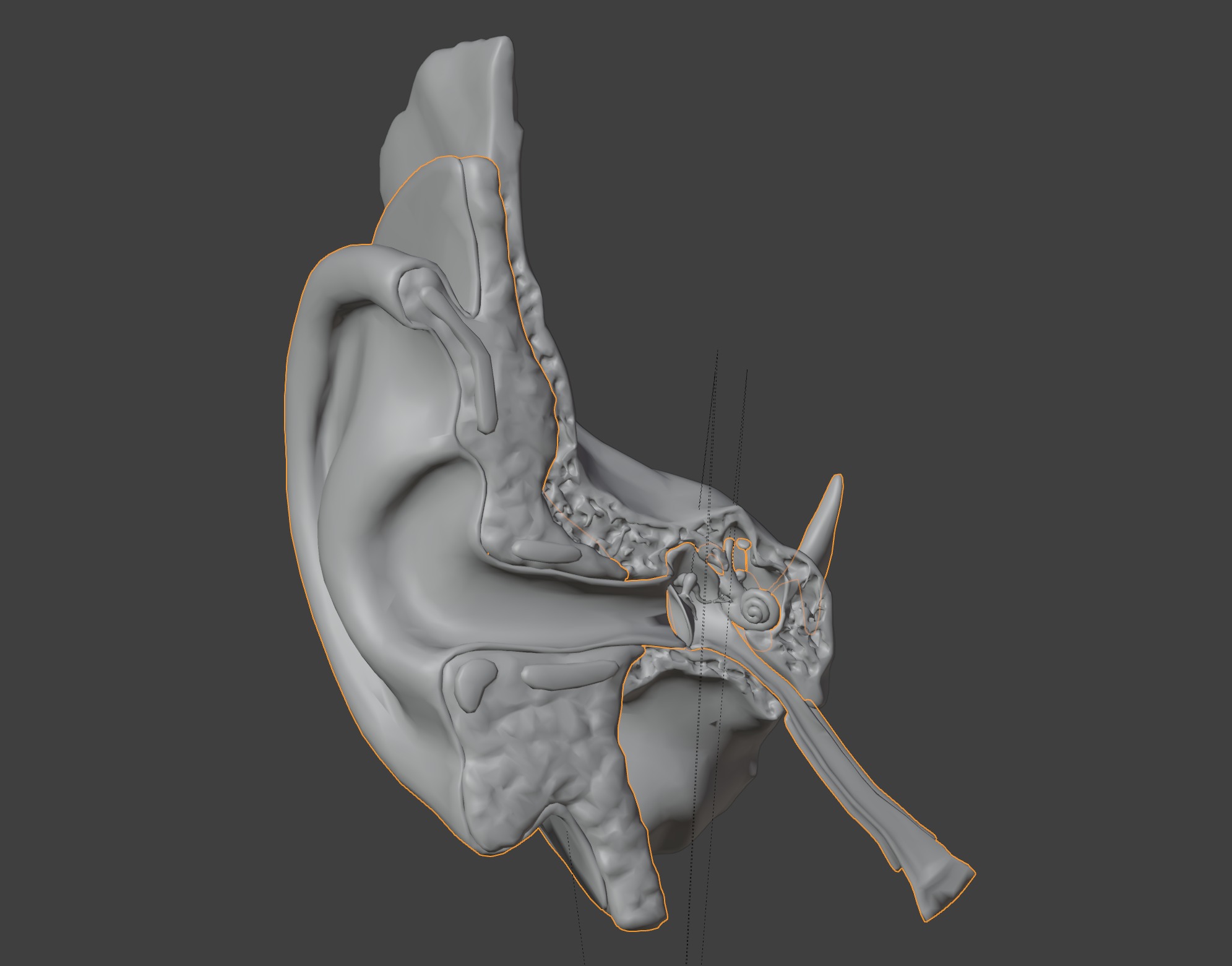 3D Model of Auditory System 3D print model_6