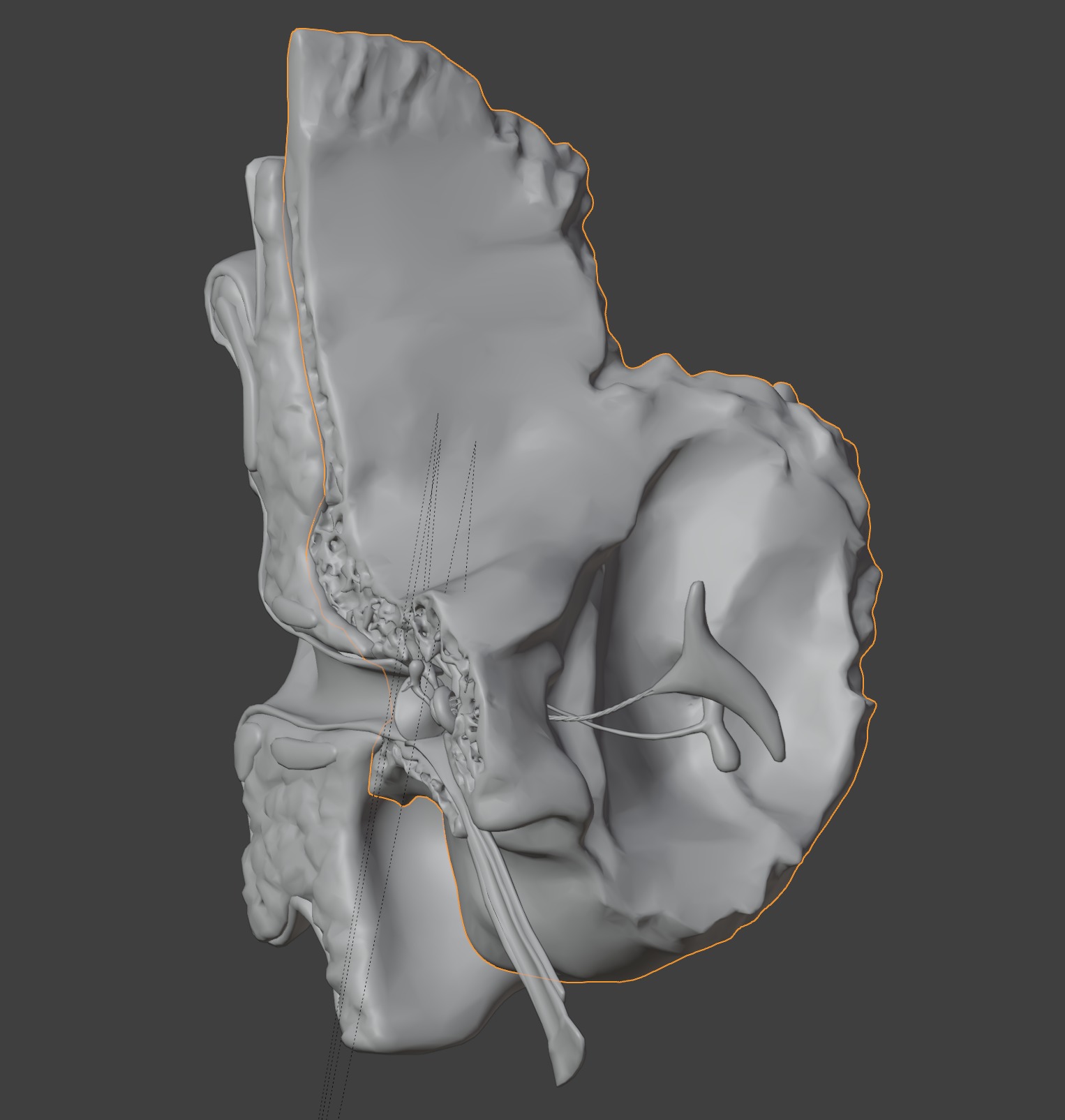 3D Model of Auditory System 3D print model_5