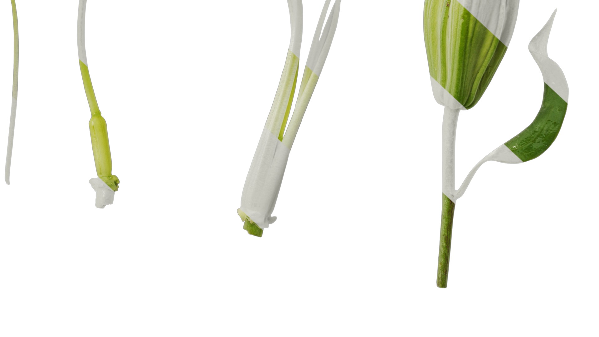 Anydrafts Lilium candidum Flower 02 Texture_6