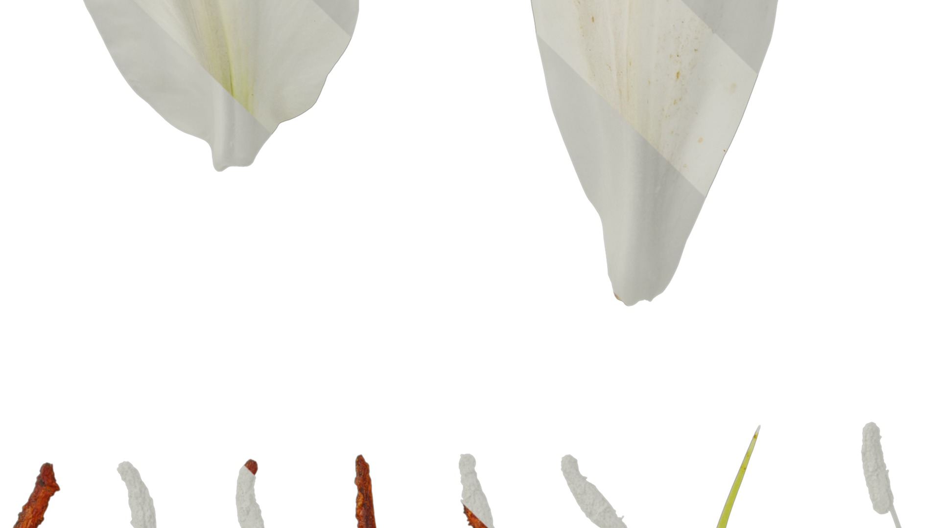 Anydrafts Lilium candidum Flower 02 Texture_3