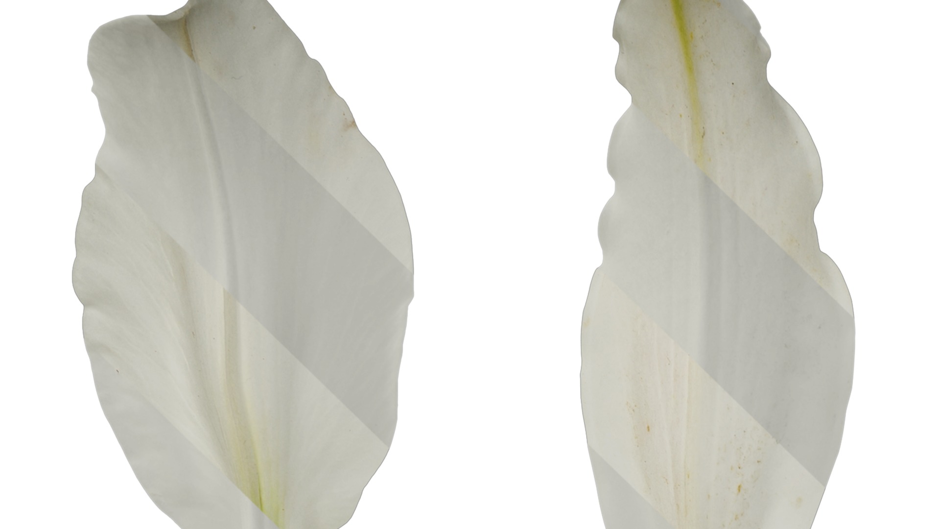 Anydrafts Lilium candidum Flower 02 Texture_1