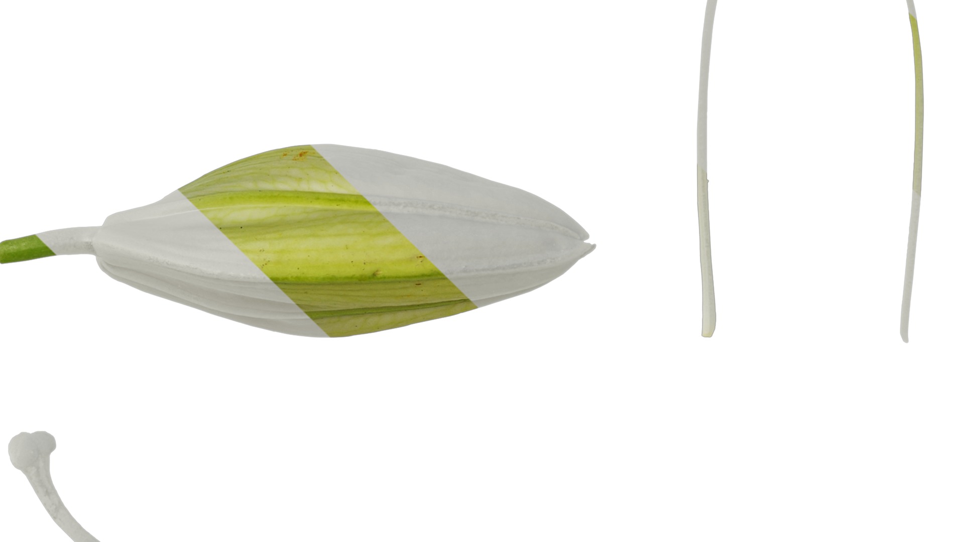 Anydrafts Lilium candidum Flower 02 Texture_5