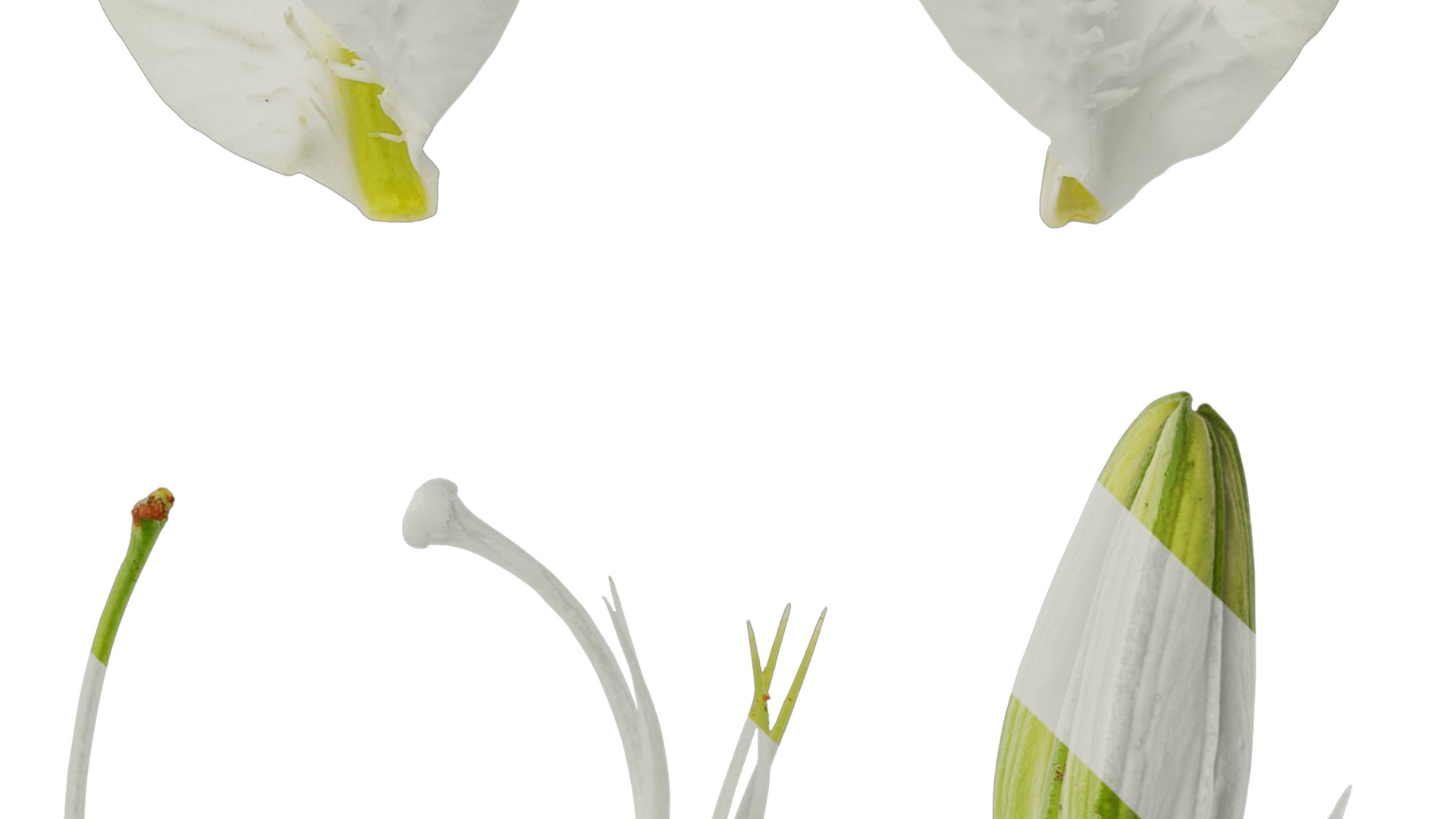 Anydrafts Lilium candidum Flower 02 Texture_4