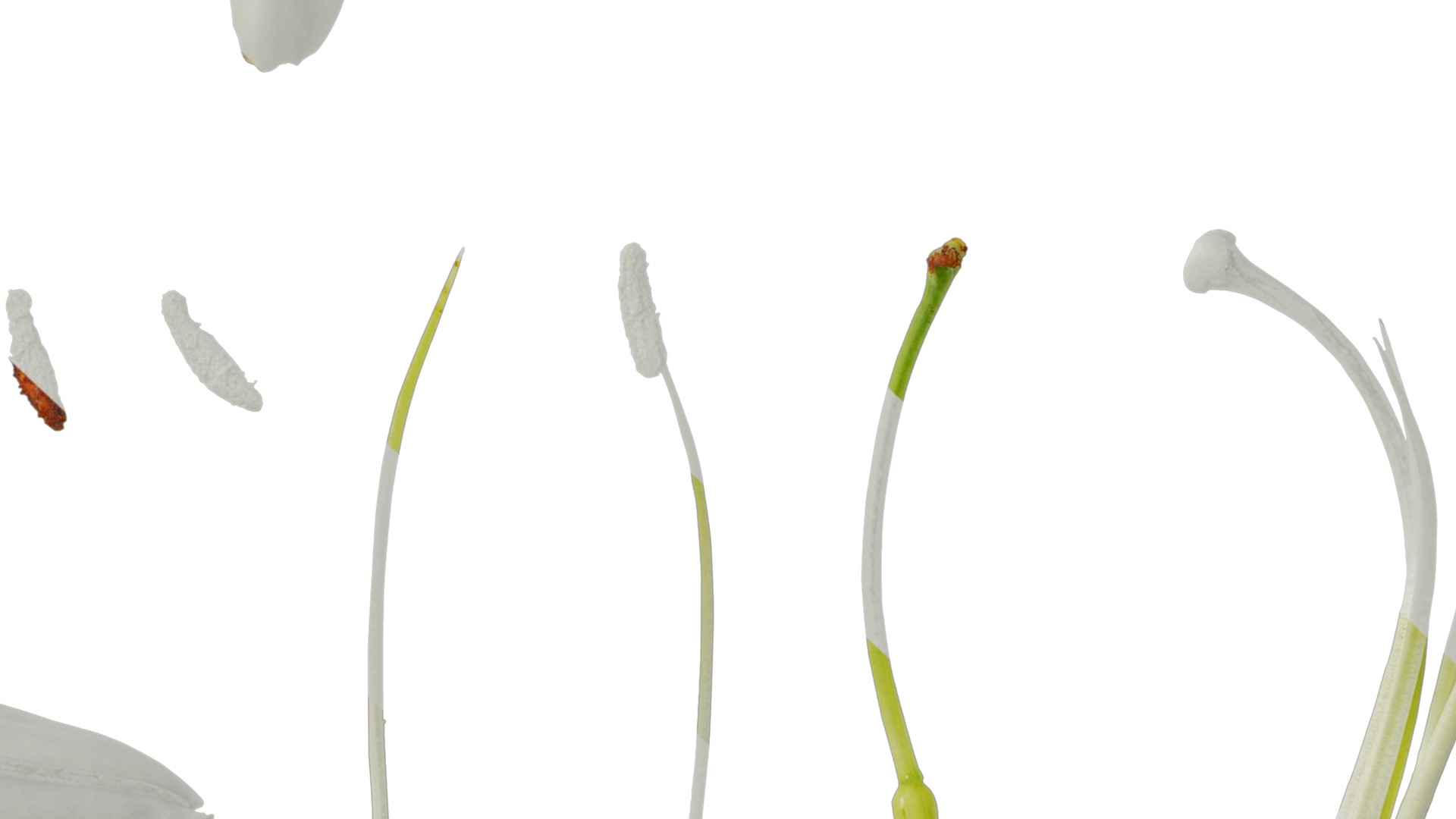 Anydrafts Lilium candidum Flower 02 Texture_7