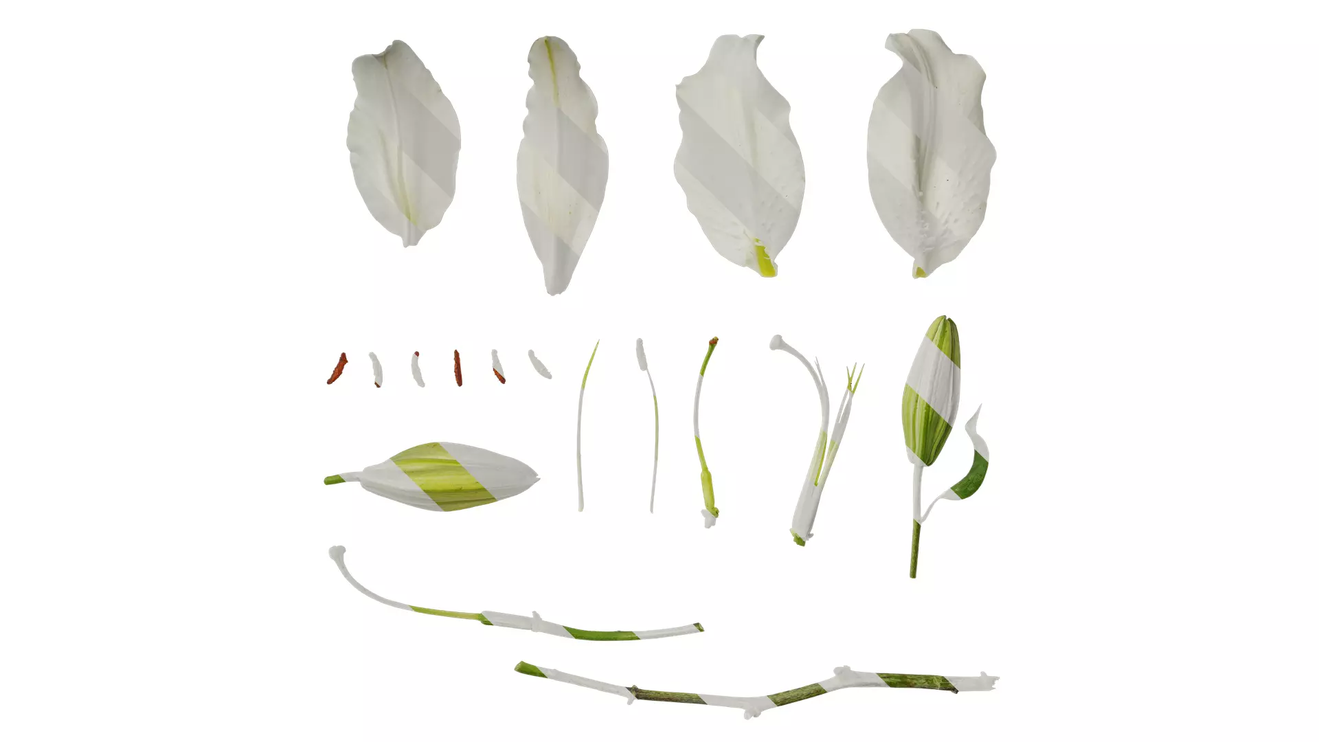 Anydrafts Lilium candidum Flower 02 Texture_0