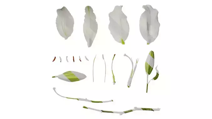 Anydrafts Lilium candidum Flower 02