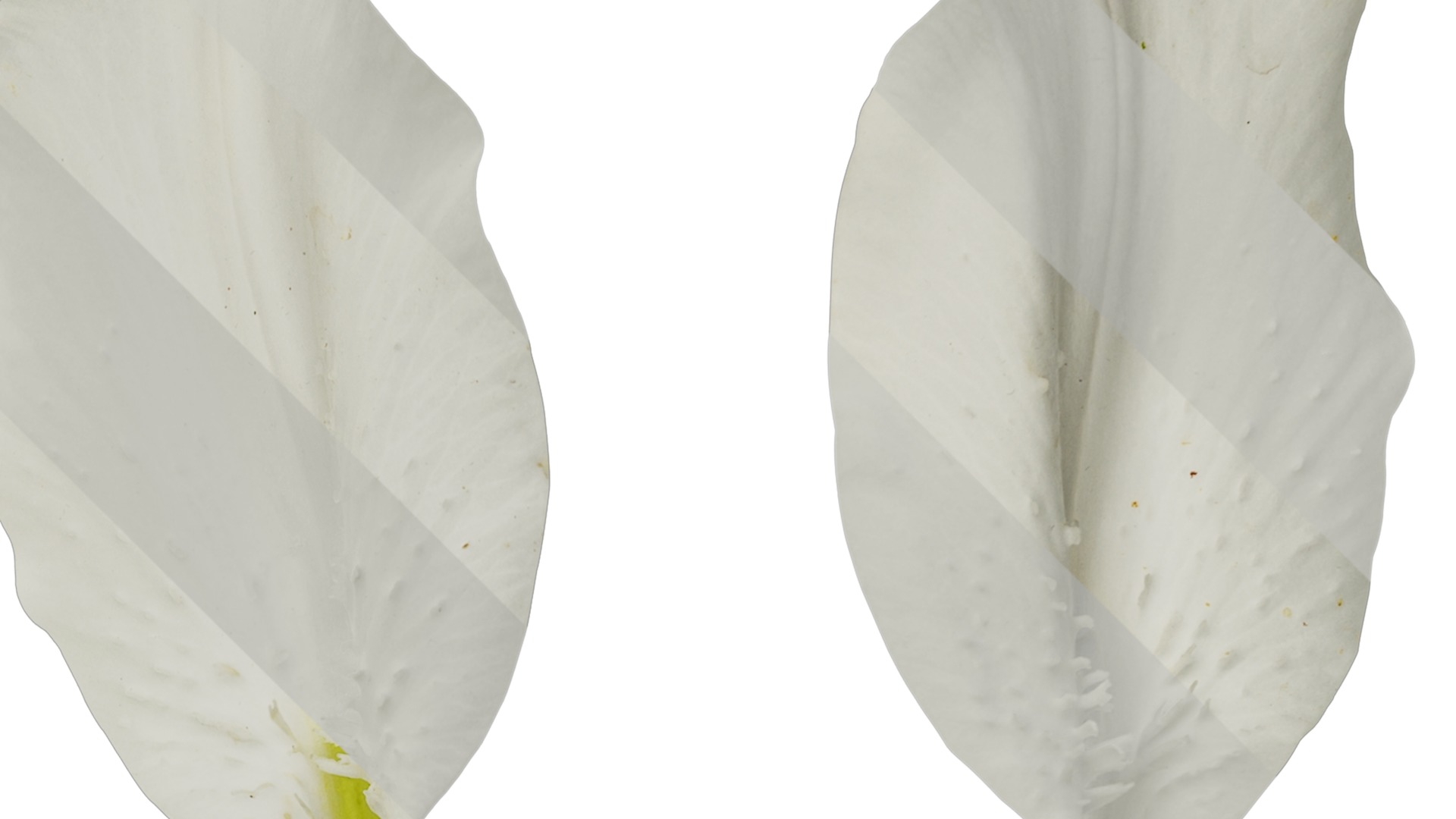 Anydrafts Lilium candidum Flower 02 Texture_2