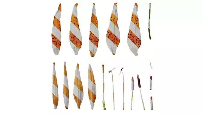 Anydrafts Lilium lancifolium Flower 01