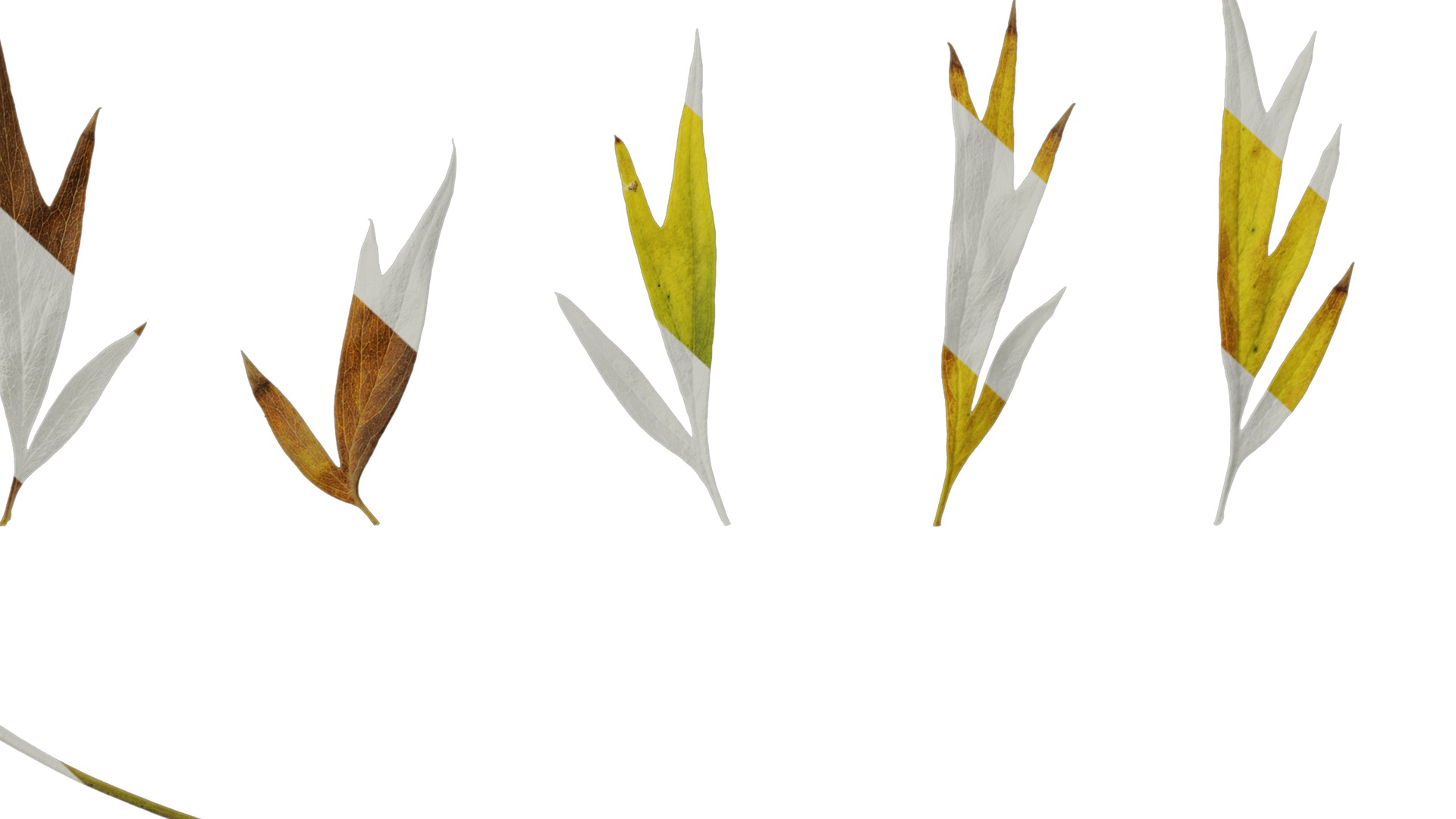 Anydrafts Grevillea robusta Leaf 11 F Texture_6