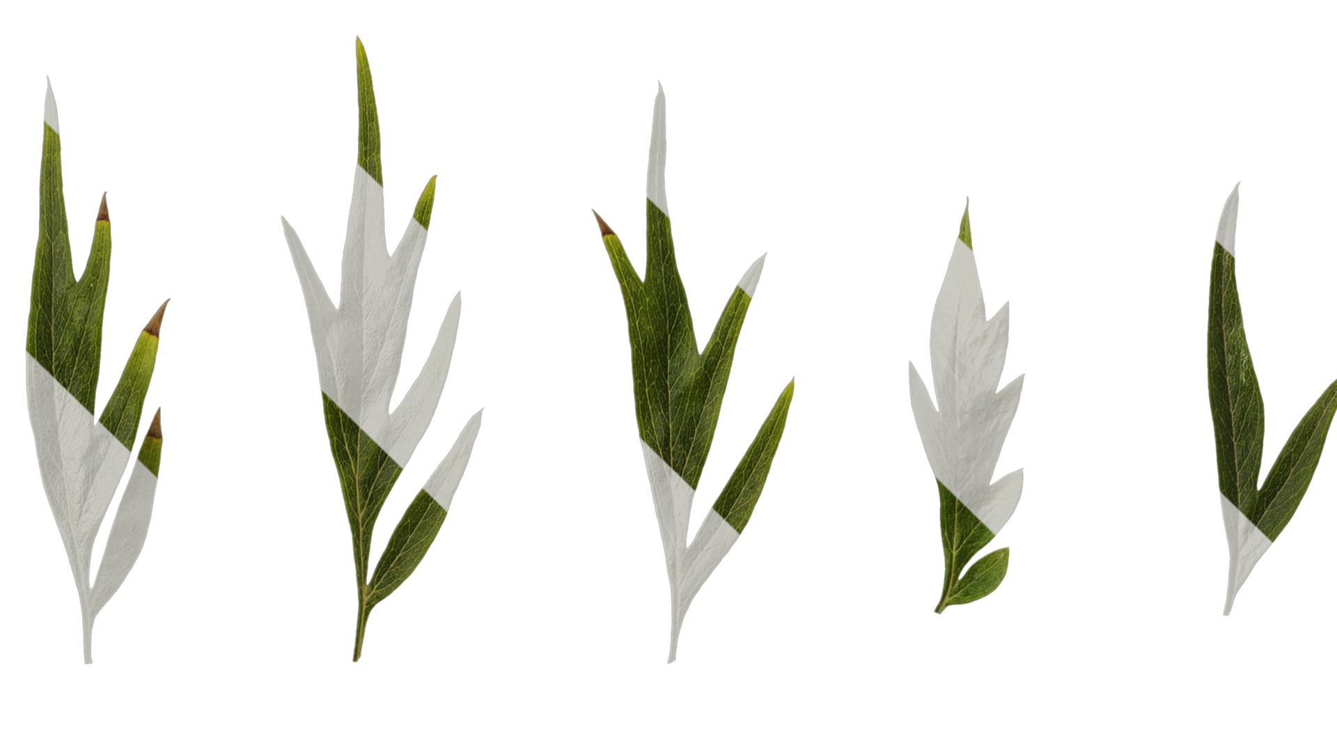 Anydrafts Grevillea robusta Leaf 11 F Texture_3