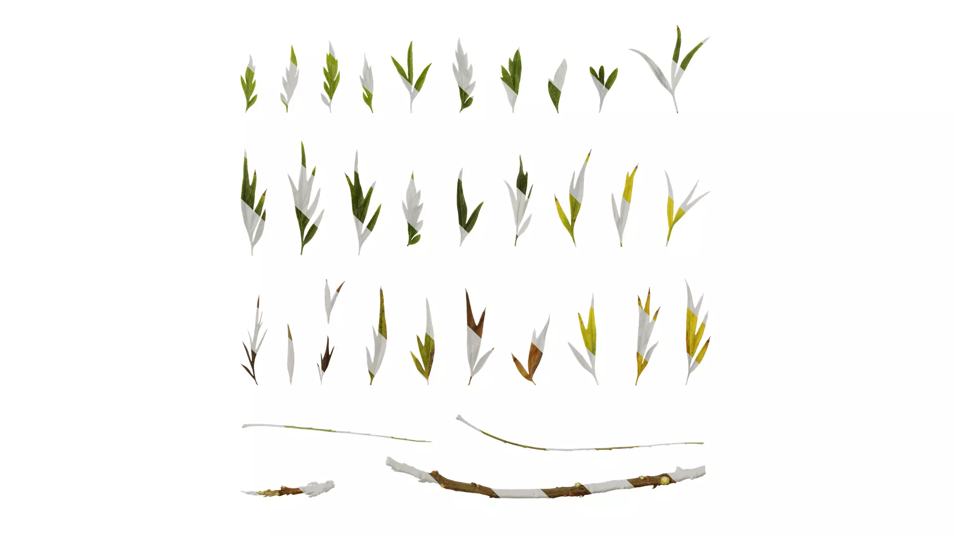 Anydrafts Grevillea robusta Leaf 11 F Texture_0