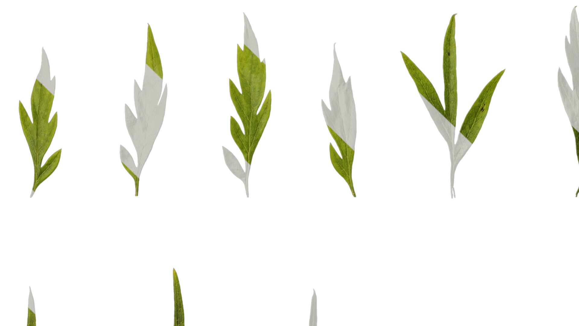 Anydrafts Grevillea robusta Leaf 11 F Texture_1