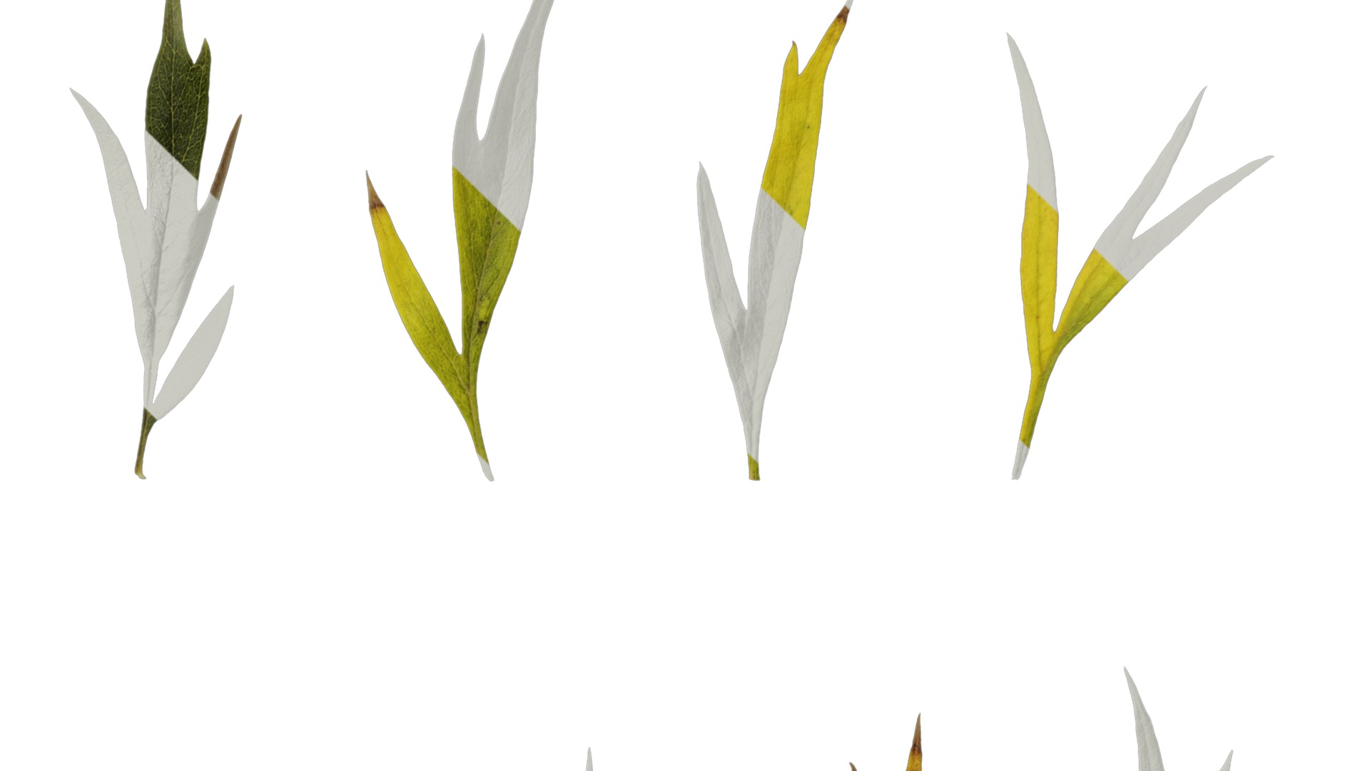 Anydrafts Grevillea robusta Leaf 11 F Texture_4