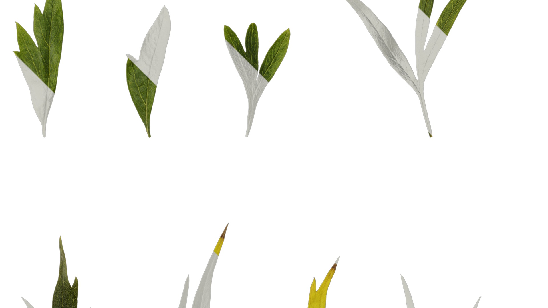 Anydrafts Grevillea robusta Leaf 11 F Texture_2