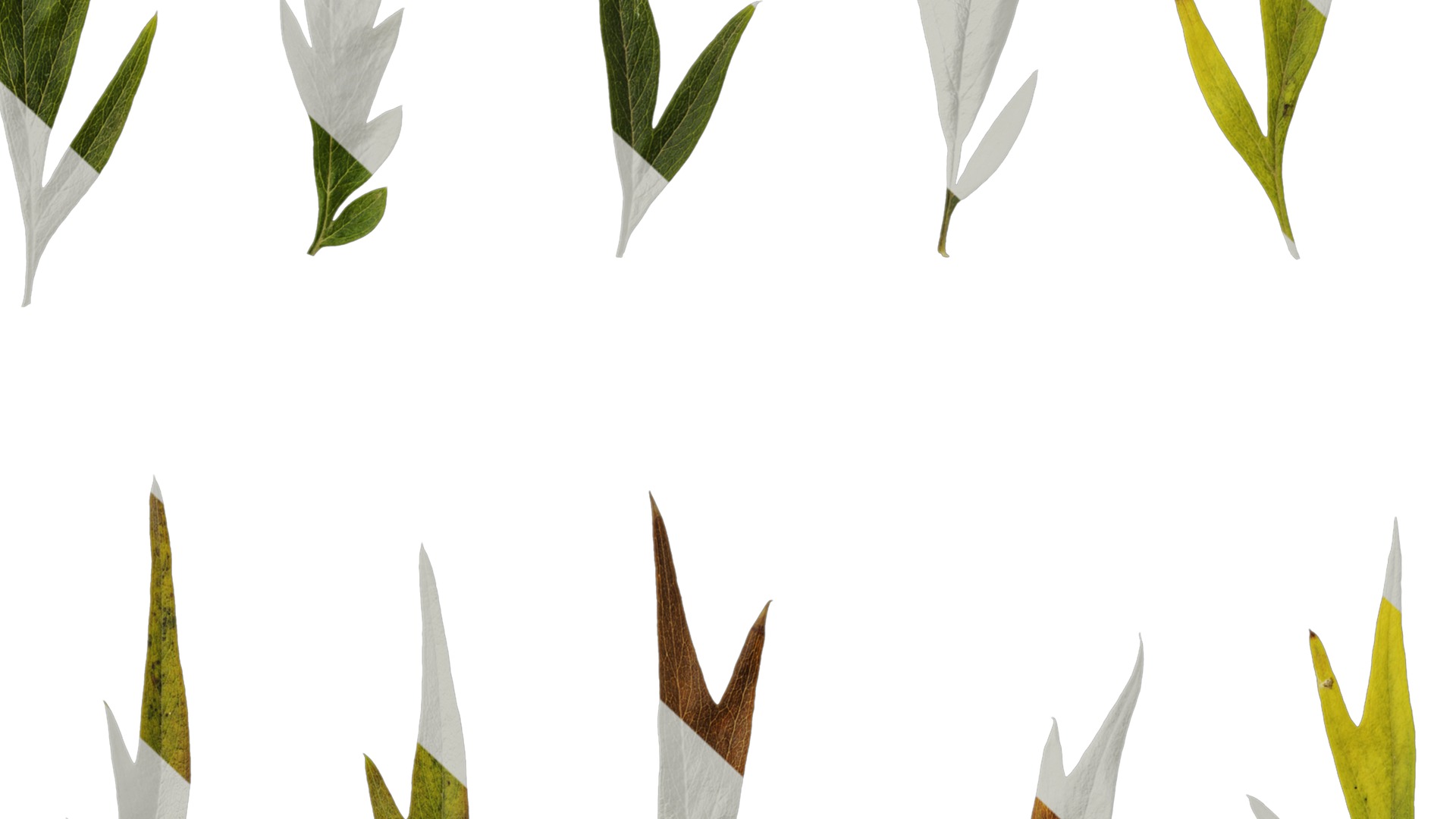 Anydrafts Grevillea robusta Leaf 11 F Texture_7