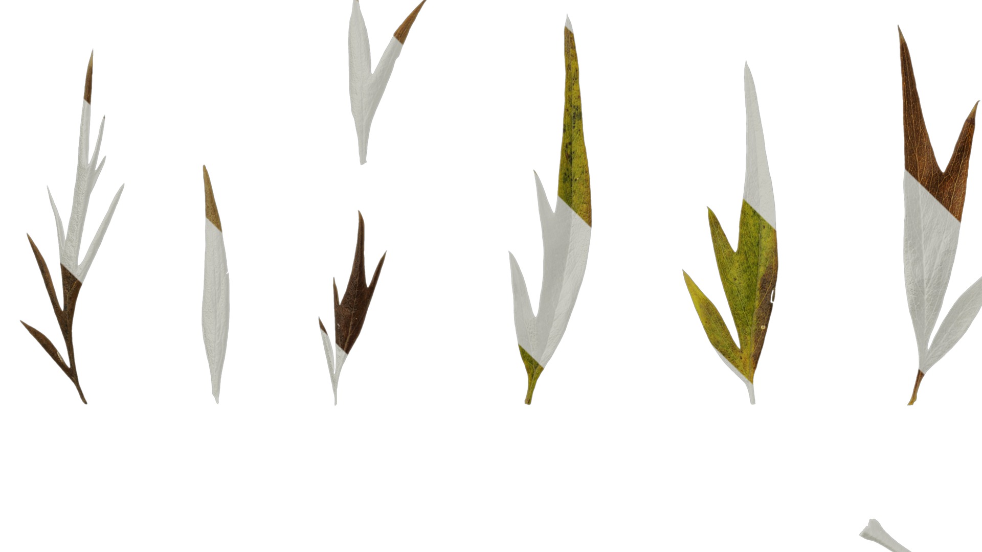 Anydrafts Grevillea robusta Leaf 11 F Texture_5