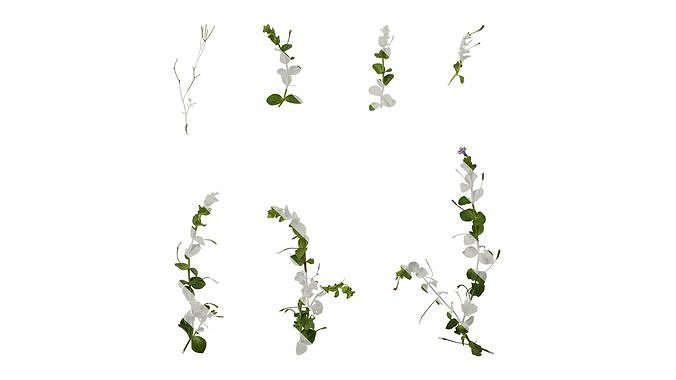Anydrafts Lindernia grandiflora Atlas 02 Texture